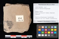 Foto (Objekt + Etikett) von Aronium extinctum Ettingshausen (NHMW-GEO-2024-0188-0454)